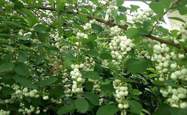 Một số nghiên cứu cho thấy, cây cơm nguội giúp điều trị bệnh truyền nhiễm, viêm phổi, viêm gan, ung thư đường tiêu hoá, dạ dày, chữa chứng cam tích ở trẻ em, dùng ngoài trị lở ngứa và mụn nhọt.