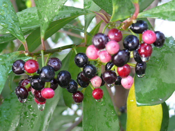 Giống cây này phân bố rộng rãi ở một số nước Châu Á như Malaysia, Trung Quốc, Indonesia và Việt Nam. Ở nước ta, nó mọc chủ yếu ở phía Bắc như Lào Cai, Lạng Sơn, Vĩnh Phúc,… và một số tỉnh miền Tây nhưng không nhiều.