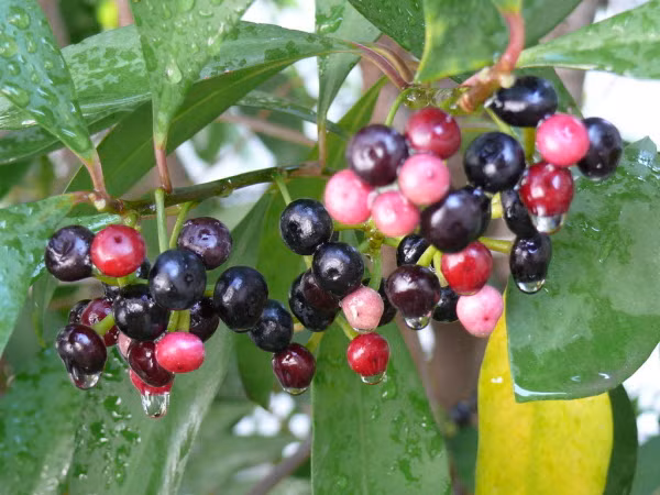 Giống cây này phân bố rộng rãi ở một số nước Châu Á như Malaysia, Trung Quốc, Indonesia và Việt Nam. Ở nước ta, nó mọc chủ yếu ở phía Bắc như Lào Cai, Lạng Sơn, Vĩnh Phúc,… và một số tỉnh miền Tây nhưng không nhiều.