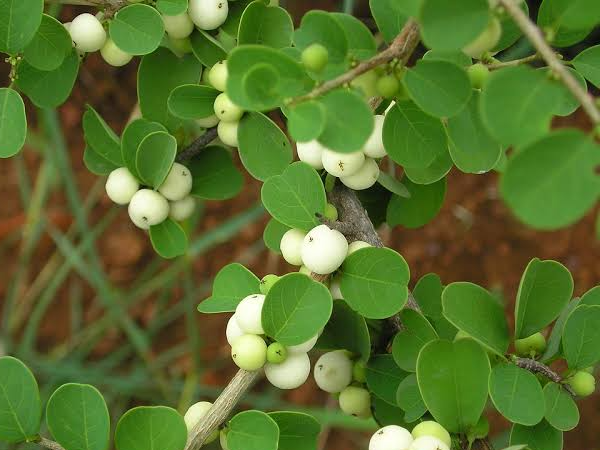 Hoa thường mọc gần tán lá, trên một trục, có màu hồng phấn, có từ 5-12 hoa, dài khoảng 3cm, ở nách của lá. Quả có hình cầu với 5 cạnh to chạy dọc thân, mũi cứng đường kính khoảng 5mm. Khi quả chín có màu đen.