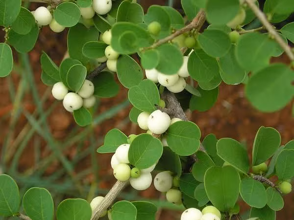 Hoa thường mọc gần tán lá, trên một trục, có màu hồng phấn, có từ 5-12 hoa, dài khoảng 3cm, ở nách của lá. Quả có hình cầu với 5 cạnh to chạy dọc thân, mũi cứng đường kính khoảng 5mm. Khi quả chín có màu đen.