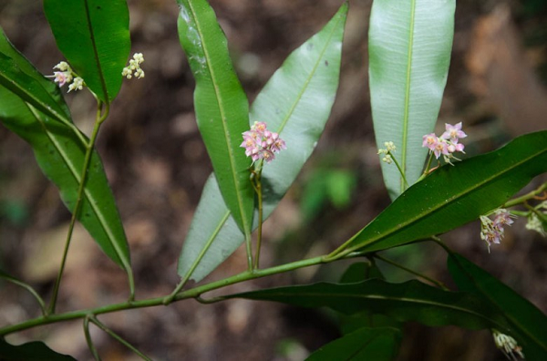 Lá cây cơm nguội có thể thu hoạch quanh năm, mùa hoa nở là khoảng tháng 2 – tháng 8, mùa ra quả là tháng 5 – tháng 12 hàng năm. Ở một số thành phố lớn, cây cơm nguội chỉ được trồng trên các con phố để làm đẹp cảnh quan.