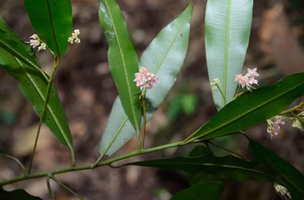 Lá cây cơm nguội có thể thu hoạch quanh năm, mùa hoa nở là khoảng tháng 2 – tháng 8, mùa ra quả là tháng 5 – tháng 12 hàng năm. Ở một số thành phố lớn, cây cơm nguội chỉ được trồng trên các con phố để làm đẹp cảnh quan.