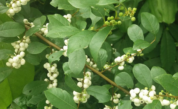 Người dân thường dùng lá non của cây cơm nguội để ăn gỏi cá, nấu canh hoặc xào. Hiện nay, giá bán cây cơm nguội thường dao động trong khoảng từ 200.000 đồng đến 250.000 đồng/kg.