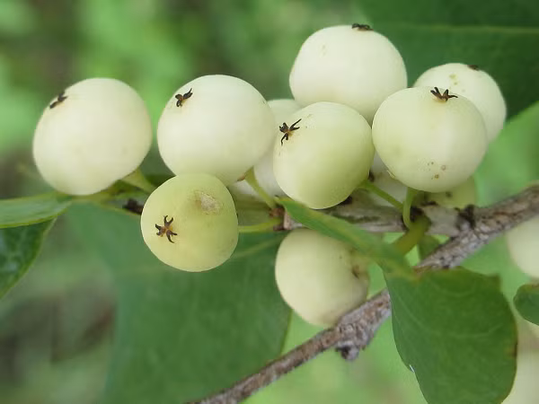 Tác dụng của cây cơm nguội là kháng viêm và ức chế một số loài vi khuẩn gây bệnh. Từ đó, ngăn chặn được quá trình xâm nhập của vi khuẩn đến đường ruột.