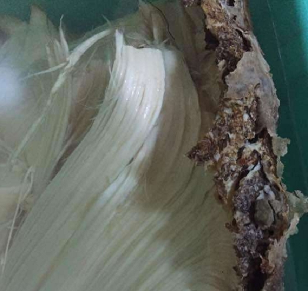 Mỗi loại linh chi được tìm thấy ở những nơi khác nhau thì giá cũng khác nhau. Màu sắc của nấm linh chi hoang dã càng nhạt thì chất lượng càng tốt và giá trị dinh dưỡng càng cao.