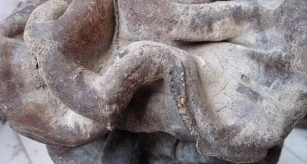 Ngoài ra, nấm linh chi có tác dụng phòng ung thư, chống lão hóa và tăng tuổi thọ. Theo y học cổ truyền, nấm linh chi vị nhạt, tính ấm, công dụng bổ can chí, an thần, tăng trí nhớ, giúp cải thiện hệ thống tuần hoàn của cơ thể.