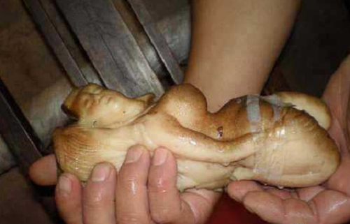 Theo mô tả, loại linh chi này là nấm giống như thịt. Chúng được gắn vào những tảng đá lớn và có đầu và đuôi, là một "loài sinh vật".