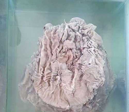 Linh chi Thái tuế là món ăn vương giả cũng như loại thuốc quý hiếm giúp tăng cường sức khỏe và kéo dài tuổi thọ mà chỉ có vua chúa mới được dùng.