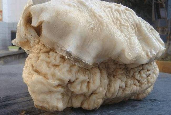 Linh chi Thái Tuế sinh trưởng và phát triển trên mặt đất. Do loại nấm này hình thành từ 3 loại khuẩn nấm, trong đó có một loại Polymer nấm hiếm nên khoảng mấy chục năm mới xuất hiện một cây.