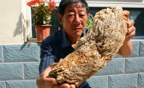 Ông Vương Thành Đức vô tình tìm thấy một vật thể lạ sần sùi trên núi, có vân thịt đều nhau, đặc biệt nó còn có một chút đàn hồi. Quan chức địa phương đến nhà đàn ông tìm hiểu, và sau đó xác định đây đúng là linh chi Thái tuế.