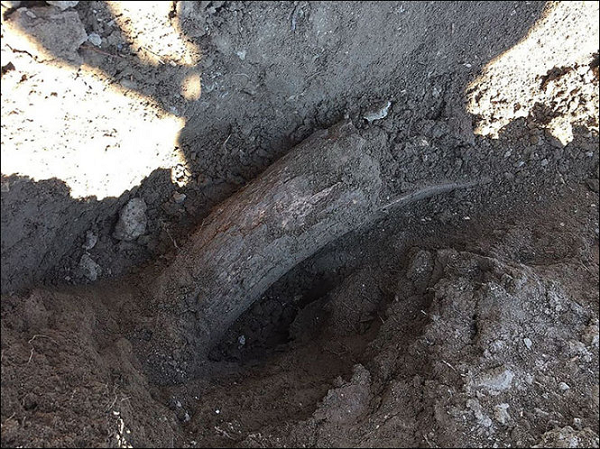 Chính vì vậy, khi đang đào được 1 nửa hố sâu, các chuyên gia đã hét to: "Chôn xuống ngay, khẩn trương sơ tán!". Sau đó, những chiếc ngà voi lập tức bị chôn lại.