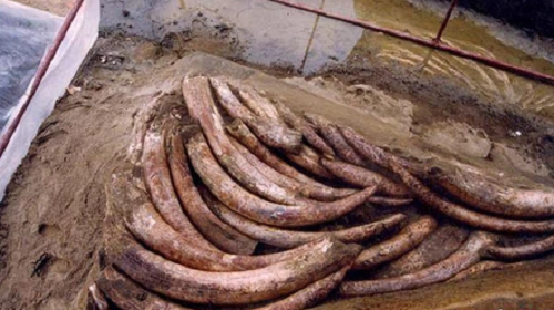 Vì những chiếc ngà voi này được chôn sâu bên dưới lòng đất 1 thời gian dài, chúng không tiếp xúc với không khí nên có sự thay đổi bề mặt rất chậm.