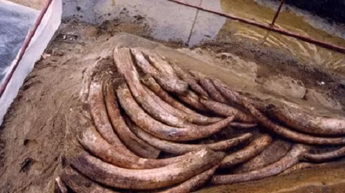 Vì những chiếc ngà voi này được chôn sâu bên dưới lòng đất 1 thời gian dài, chúng không tiếp xúc với không khí nên có sự thay đổi bề mặt rất chậm.