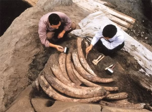 Một nhóm khảo cổ đã tìm thấy hơn 1.000 chiếc ngà voi cổ đại được chôn sâu trong lòng đất ở di chỉ Kim Sa, tỉnh Tứ Xuyên (Trung Quốc) và tiến hành khai quật.