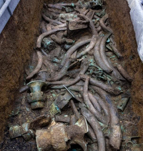 Nhiệm vụ hàng đầu của những nhà khảo cổ là bảo tồn di tích lịch sử, văn hóa. Do đó, họ không tiếp tục khai quật để bảo vệ những chiếc ngà voi cổ đại được nguyên vẹn.