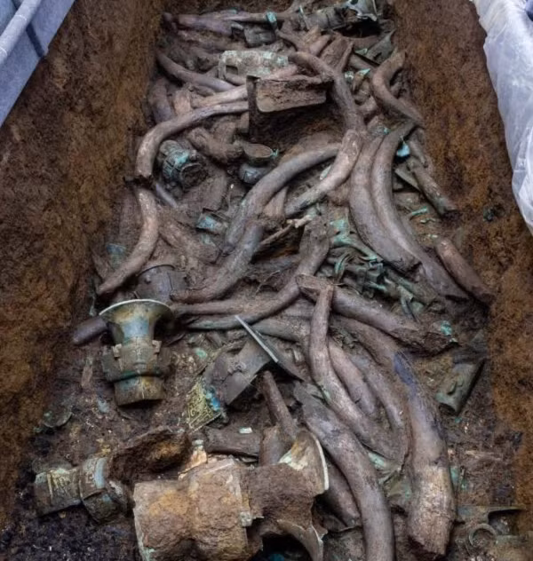 Nhiệm vụ hàng đầu của những nhà khảo cổ là bảo tồn di tích lịch sử, văn hóa. Do đó, họ không tiếp tục khai quật để bảo vệ những chiếc ngà voi cổ đại được nguyên vẹn.