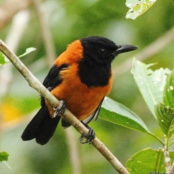 Miệng của anh bắt đầu ngứa, nóng và thậm chí bị tê cóng. Cảm giác này kéo dài vài giờ đồng hồ. Dumbacher đã bị dính một loại chất độc có tên batrachotoxin.