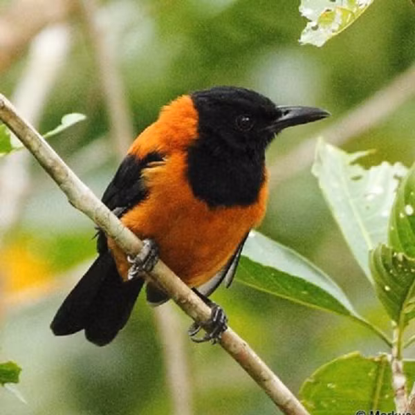 Miệng của anh bắt đầu ngứa, nóng và thậm chí bị tê cóng. Cảm giác này kéo dài vài giờ đồng hồ. Dumbacher đã bị dính một loại chất độc có tên batrachotoxin.