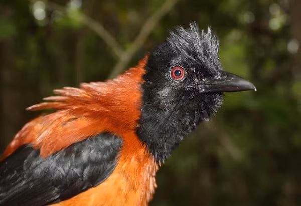 Chỉ với lượng độc có kích cỡ của 2 hạt muối cũng đủ để giết chết một người trưởng thành trong tích tắc.