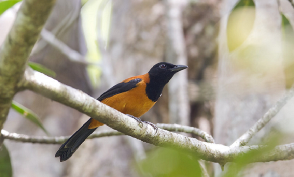 Được biết, batrachotoxin là một trong những chất độc thần kinh mạnh nhất có trong thế giới tự nhiên.