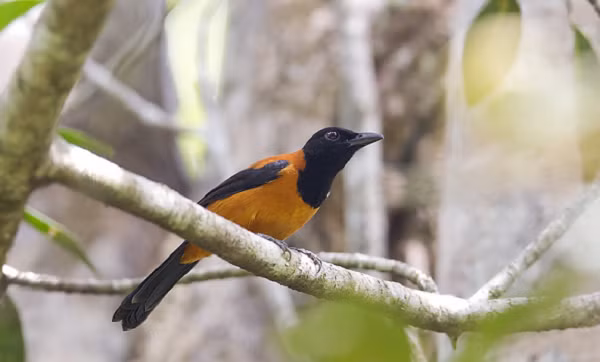 Được biết, batrachotoxin là một trong những chất độc thần kinh mạnh nhất có trong thế giới tự nhiên.