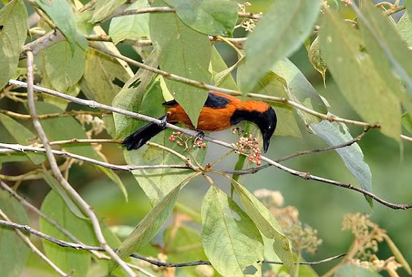 Nguồn gốc của chất độc này không phải xuất phát từ chính cơ thể chim Pitohui mà bắt nguồn từ thức ăn của chúng, đó có thể là một loài bọ cánh cứng.