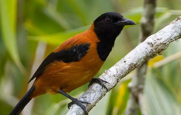  Chim Pitohui là loài chim duy nhất được biết đến là có mang trên thân mình một loại độc tố. Có tới ba phân loài chim Pitohui khác nhau, loài chim có độc tố mạnh nhất là Hooded Pitohui (Pitohui dichrous).