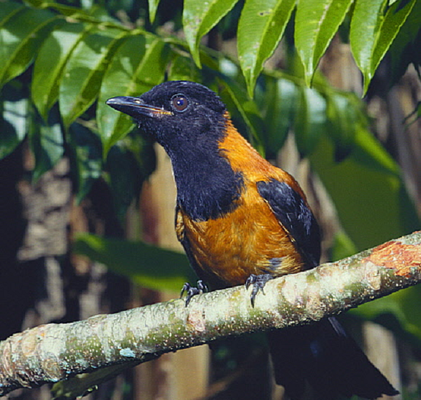 Ở mức độ thấp, chất độc này khiến thần kinh và các cơ không hoạt động, nhưng ở mức độ cao, nó có thể khiến chúng ta bị liệt, không thở được và có thể dẫn đến tử vong.