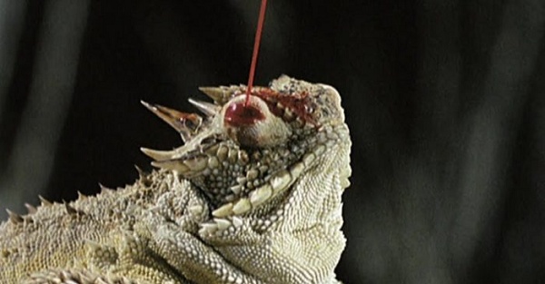 Loài động vật mang tên thằn lằn gai phân bố ở Bắc Mỹ phát triển một trong những cơ chế tự vệ độc đáo nhất trong tự nhiên khi làm kẻ thù hoảng sợ bằng cột máu cao 1,5 mét phun ra từ hốc mắt.