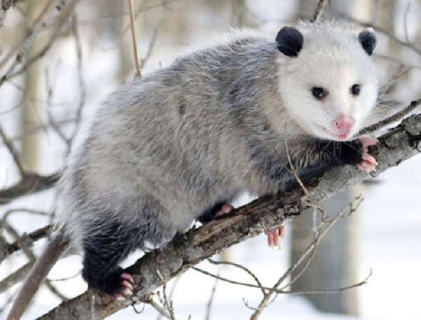 Khi gặp nguy hiểm chúng sẽ kêu rít lên, cào cấu và nhe răng. Nếu tình thế nguy hiểm hơn, chúng có thể cắn ác ý. Tuy nhiên, khi mọi cố gắng đều thất bại, chúng sẽ thực hiện "kế hoạch B" của mình: giả chết.