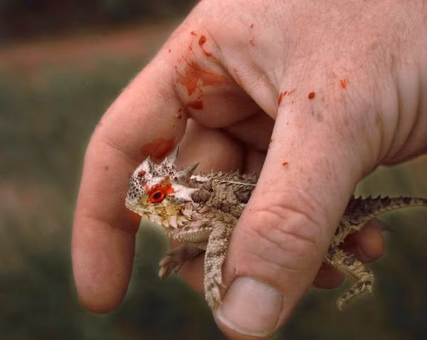 Trong trường hợp nguy cấp, thằn lằn gai có thể phun máu từ hốc mắt giống một khẩu súng nước. Chúng giảm lưu lượng máu đi tới não, làm tăng áp suất máu ở mắt cho đến khi dòng máu phun ra.