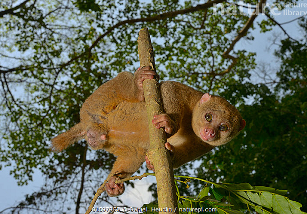Vượn cáo Tây Phi di chuyển chậm chạp, các loài ăn thịt dễ dàng đe dọa mạng sống của chúng. Vì vậy, chúng có một cách tự vệ rất đặc biệt. Chúng mở rộng phần cột sống từ cổ tới vai, tạo thành những điểm lồi, giống như một thứ vũ khí đặc biệt.