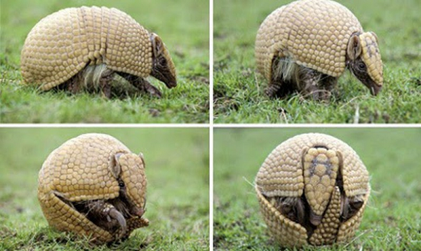 Ngoài ra, chúng có một trò tự vệ đặc biệt nữa là, tạo nên âm thanh kì lạ trước khi cuộn tròn thành quả bóng, khiến cho kẻ thù giật nảy mình. Chính vì vậy, những con tatu không cần phải đào lấy hang cho mình mà sử dụng những cái hang đã đào của các loài vật khác.