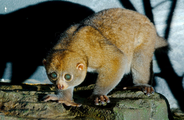 Điều này, ngoài việc đe dọa kẻ thù, còn khiến cho chúng khó bị nuốt hơn. Những phần cột sống này cũng có tác dụng như một chiếc khiên, bảo vệ phần cổ của con vượn cáo khỏi những cú cắn chết người của kẻ thù.
