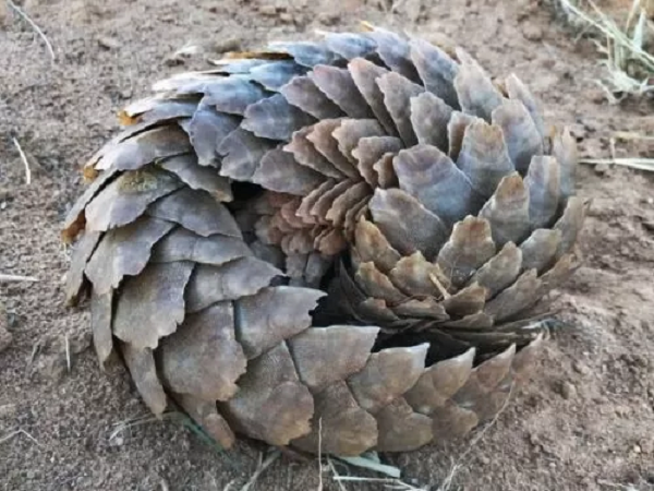 Phần rìa sắc nhọn của lớp vảy khiến chúng rất khó bị tác động bởi hầu hết các loài ăn thịt. Không những thế, giải pháp cuối cùng của loài tê tê để phòng thủ là tiết ra một chất hôi thối, dinh dính từ hậu môn để đẩy lùi kẻ thù.