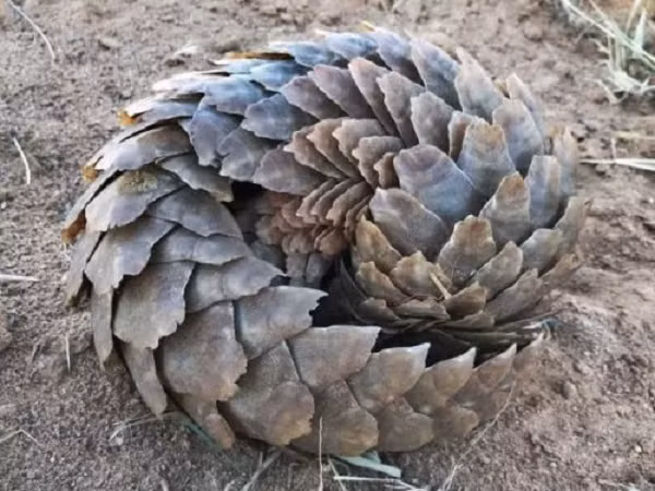 Phần rìa sắc nhọn của lớp vảy khiến chúng rất khó bị tác động bởi hầu hết các loài ăn thịt. Không những thế, giải pháp cuối cùng của loài tê tê để phòng thủ là tiết ra một chất hôi thối, dinh dính từ hậu môn để đẩy lùi kẻ thù.