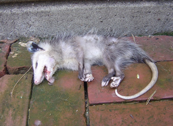 Loài thú có túi sống chủ yếu trên cây với bộ lông rậm, mõm dài và đuôi không có lông. Chúng có tên opossum, có nghĩa là chơi trò giả chết. Đó cũng là cách tự vệ đặc biệt của nó.