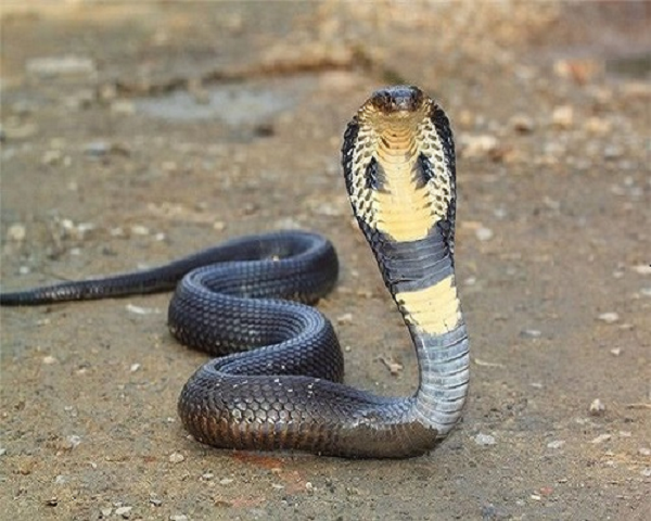 Tuy nhiên, sự thật thì "viên ngọc" rắn trên đầu của hổ mang chỉ là... một phần xương của con rắn và đôi khi có thể xuất hiện ở cả phần đuôi của nó.