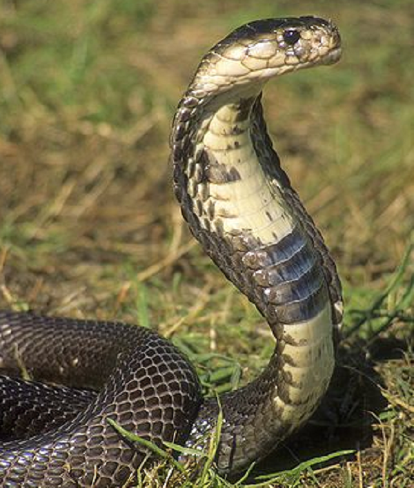 Những người thổi sáo điều khiển quyến rũ lôi kéo con rắn hổ mang bằng hình dạng và chuyển động của cây sáo, chứ không phải bởi âm nhạc mà nó phát ra.