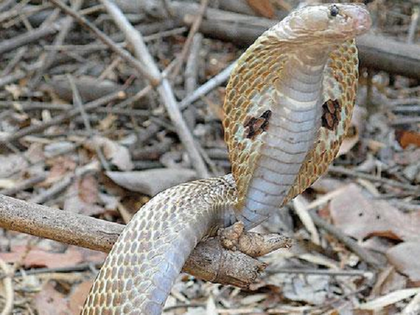 Rắn hổ mang chúa là loài vật ăn thịt đồng loại. Chúng đi săn những loài rắn khác như rắn săn chuột, trăn nhỏ và nhiều loài rắn độc khác. Ngoài ra, rắn hổ mang chúa cũng săn các loài có xương sống nhỏ khác, chẳng hạn thằn lằn, chim và gặm nhấm.