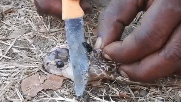 Nếu bị rắn cắn, người ta sẽ lấy 'ngọc rắn' đặt lên vết cắn và buộc cố định lại. Sau đó để một vài ngày, “viên ngọc” này sẽ hút hết nọc độc cũng như bảo vệ con người trước các loài rắn độc.