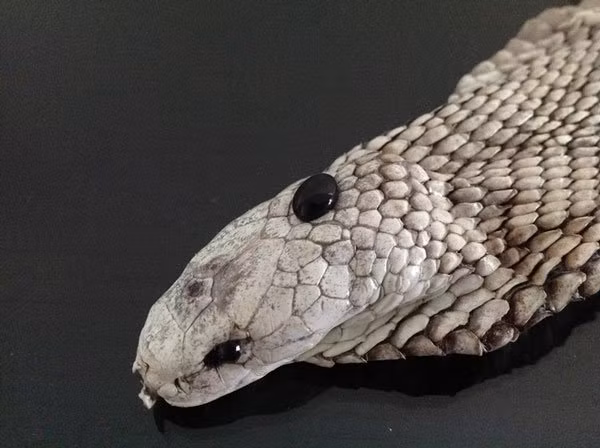 Đây là một "viên ngọc" nhỏ to bằng hạt đậu của rắn hổ mang mà chúng ta có thể dùng một lưỡi dao ấn nhẹ phía trên đỉnh đầu của con rắn để lấy nó ra.