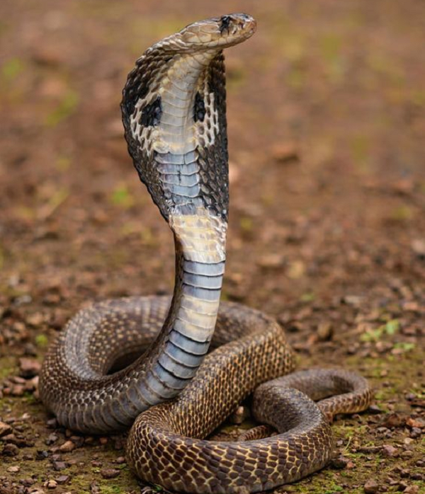 Rắn hổ mang chúa là lựa chọn hàng đầu cho những người say mê rắn ở Nam Á. Nhiều người nghĩ rằng rắn hổ mang có thể nghe thấy, nhưng chúng thực sự bị điếc với tiếng động xung quanh, thay vào đó là cảm nhận rung động từ mặt đất.