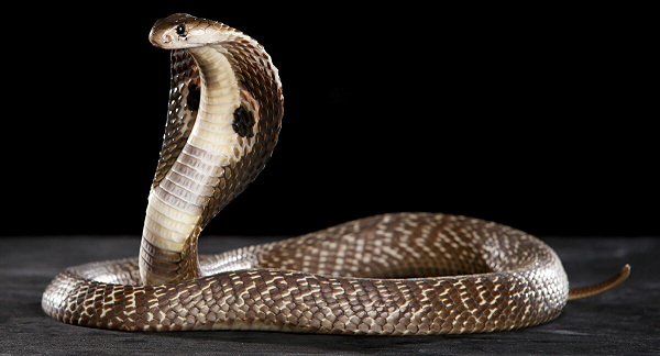 Trong văn hóa của người châu Phi, Nam Mỹ, Ấn Độ và cả châu Á lưu truyền một phương thuốc dân gian chữa rắn cắn khi dùng chính viên đá rắn (snake-stone) hay còn gọi là ngọc rắn (snake's pearl), tiếng Ấn Độ gọi là Nagamani, để chữa bệnh.