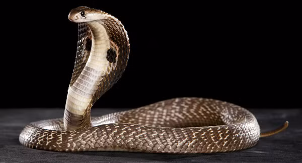 Trong văn hóa của người châu Phi, Nam Mỹ, Ấn Độ và cả châu Á lưu truyền một phương thuốc dân gian chữa rắn cắn khi dùng chính viên đá rắn (snake-stone) hay còn gọi là ngọc rắn (snake's pearl), tiếng Ấn Độ gọi là Nagamani, để chữa bệnh.