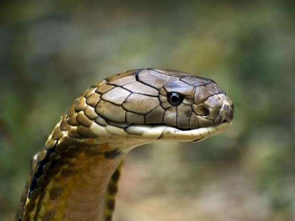 Nọc độc của rắn hổ mang chúa không mạnh nhất trong số những con rắn có nọc độc, nhưng lượng độc tố thần kinh mà chúng có thể tiết ra trong một lần cắn lên đến hai phần mười là đủ để giết chết 20 người, hoặc thậm chí là một con voi.