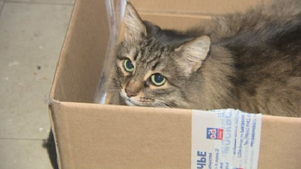 3. Câu chuyện xảy ra vào một ngày đầu tháng 1/2015, khi một người dân phát hiện ra một chiếc hộp, bên trong là đứa trẻ khoảng 3 tháng tuổi bị bỏ rơi. Ngạc nhiên hơn, cậu bé đang được ủ ấm bởi bộ lông mềm mại của một con mèo Masha.