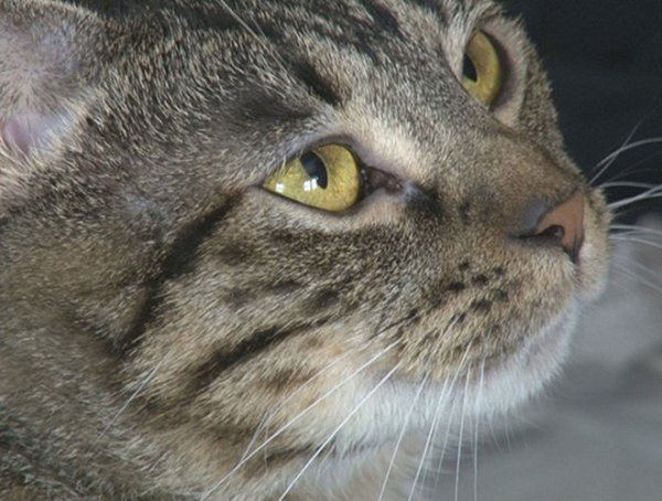 Khi phát hiện rắn lục bò vào nhà, chú mèo Shelly của ông Jimmie Nelson đã tấn công và giết chết con rắn này. Sự dũng cảm của Shelly đã nhận được sự tán thưởng và được coi là anh hùng trong gia đình.