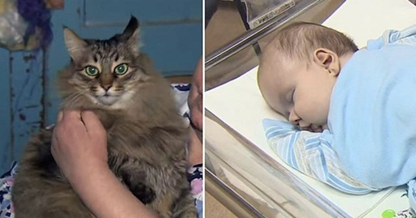 Sau đó, người ta vội bế đứa bé đến bệnh viện để kiểm tra sức khỏe. Tại đây, bác sĩ cho biết đứa trẻ hoàn toàn bình thường. Điều đặc biệt, khi bị bỏ trong thùng, nhiệt độ ngoài trời đang rất thấp, cậu bé khó có thể sống sót, may thay có sự “che chở” của vị ân nhân mèo kia.